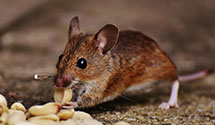 24 Hour & Emergency Exterminators in King William, VA